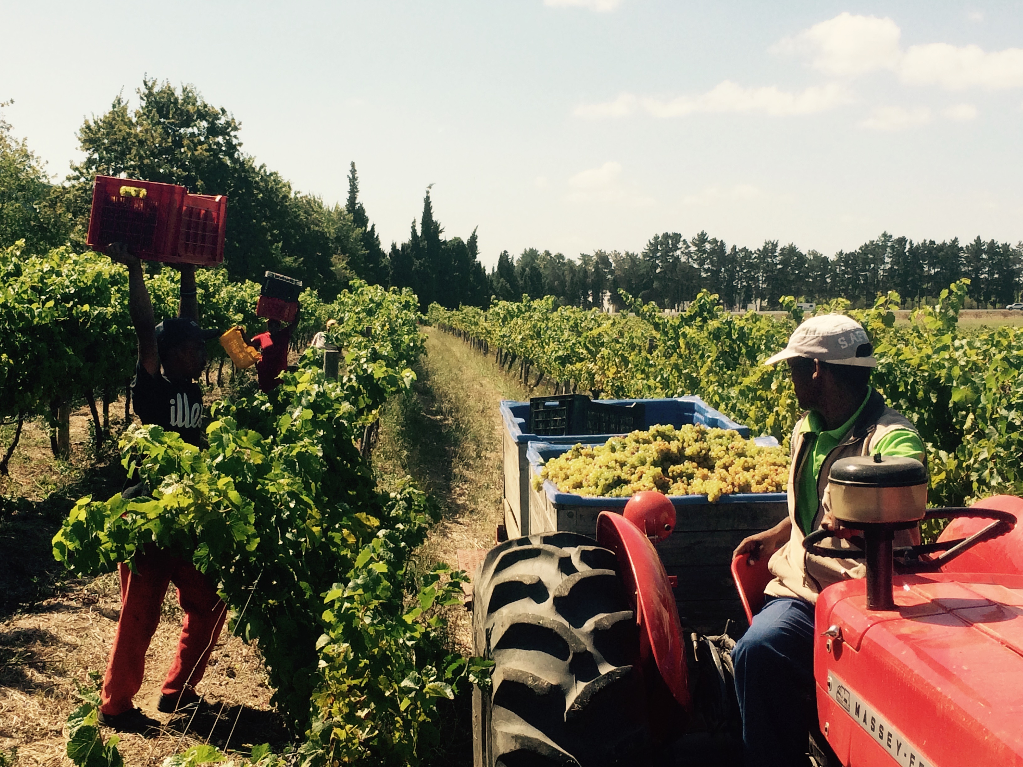 000009bd3-KenForrester_2015_harvest_old_vin_reserve_chenin.jpg