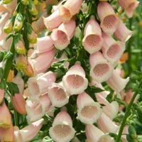 Foxglove 'Sutton's Apricot' at Waitrose Garden