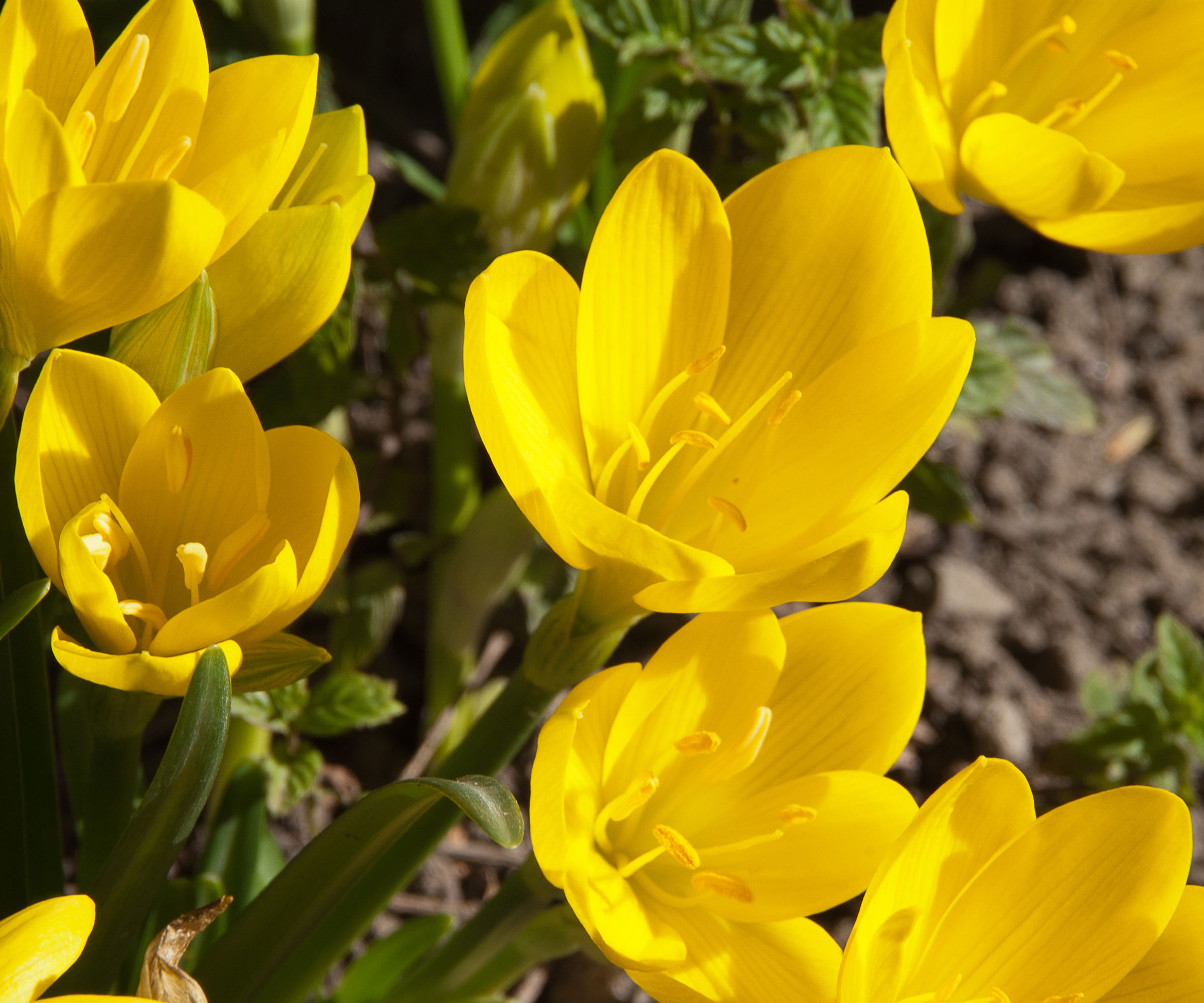 autumn daffodil with bright yellow blooms