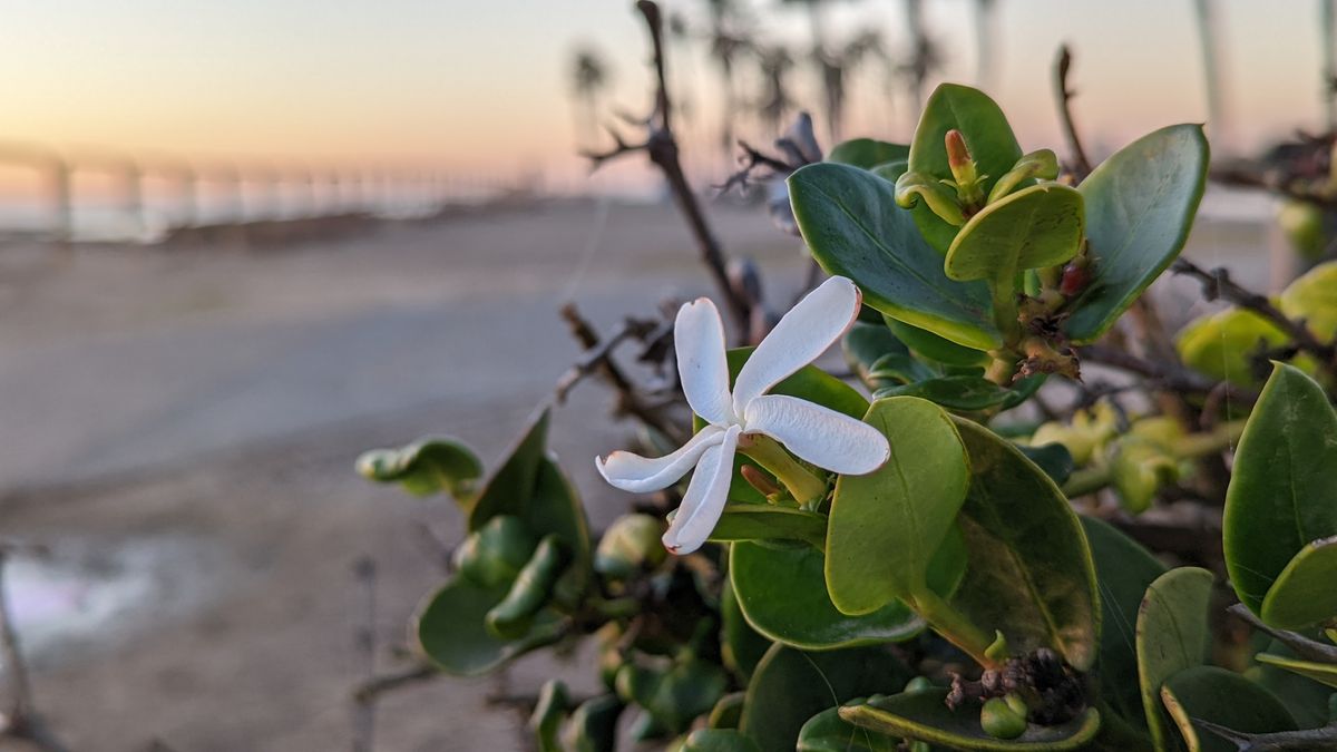 Google Pixel 6 Pro camera samples