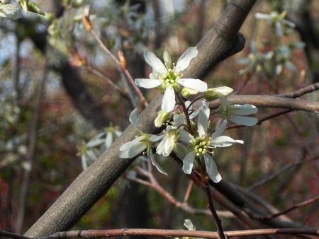 White Flowers On Serviceberry Tree