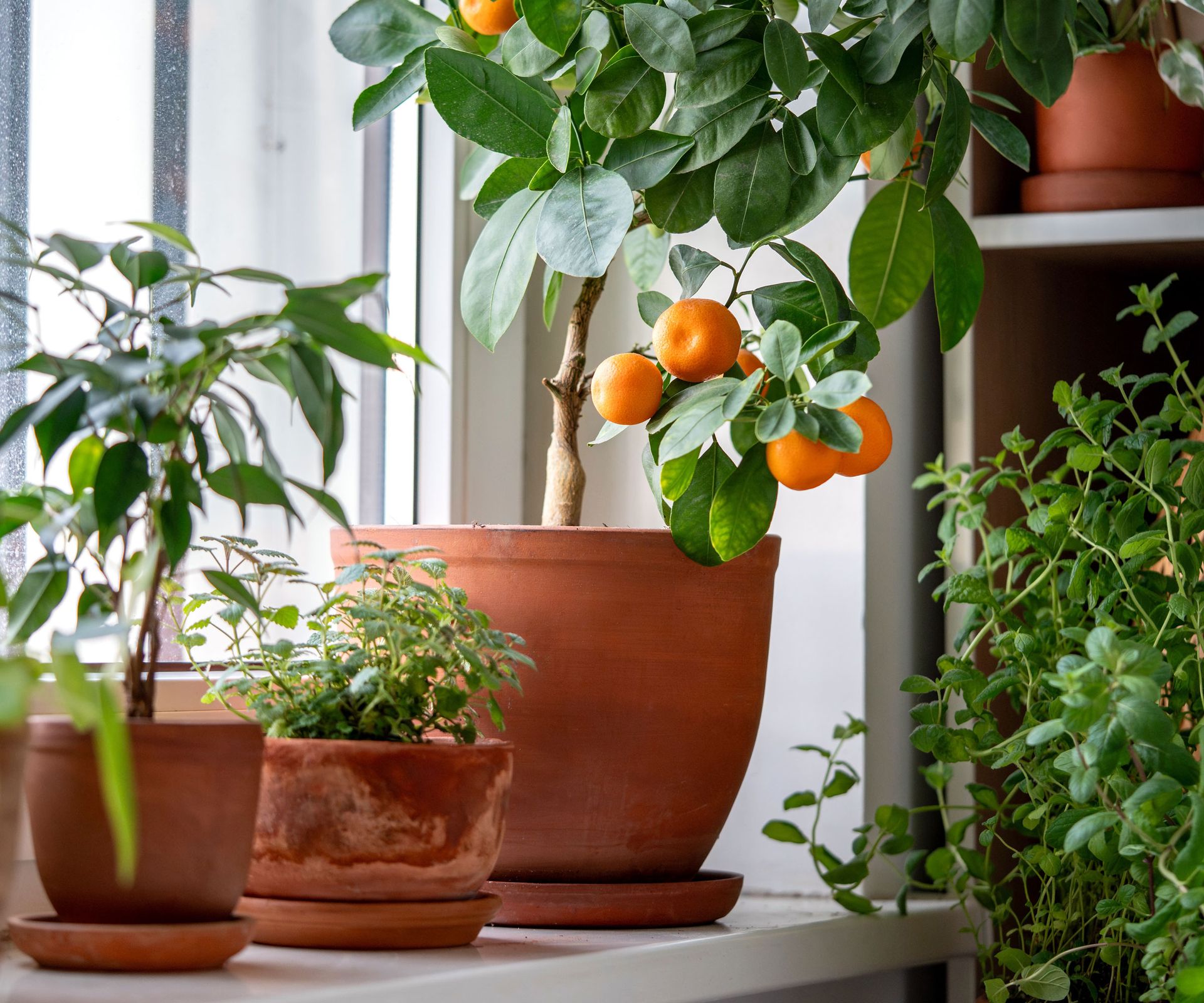 orange calamondin fruits on container tree on windowsill with other plants