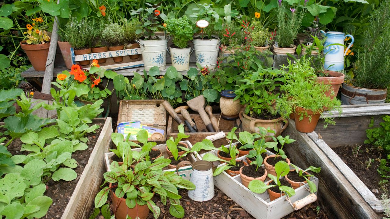 Collection of garden tools in a herb garden