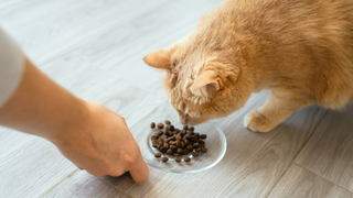 Ginger cat being fed dry cat food in a glass fish by hand