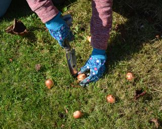 Planting spring bulbs in a lawn