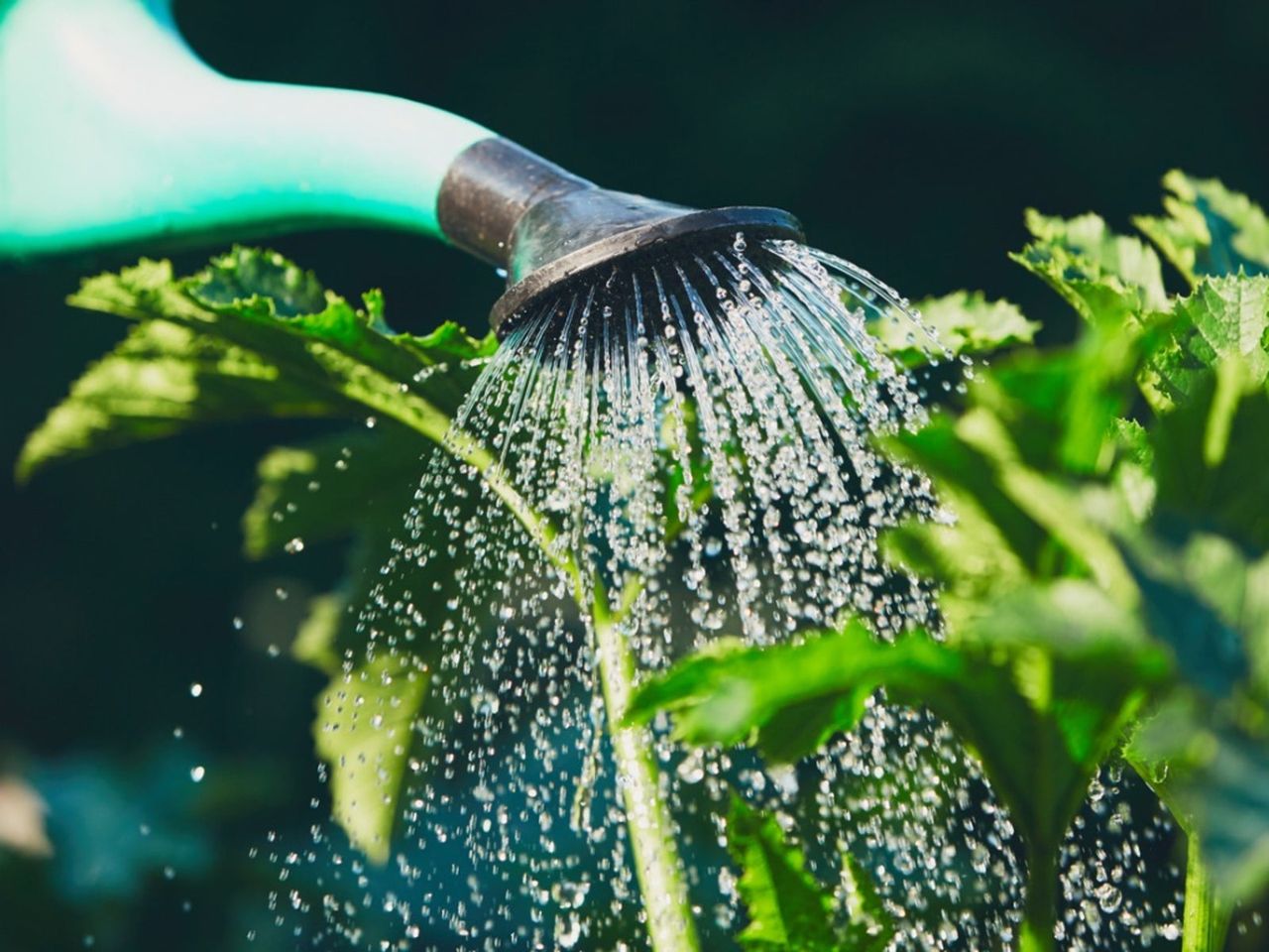 softened water and plants