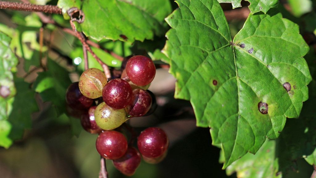 close up of purple muscadine grapes growing on vine 