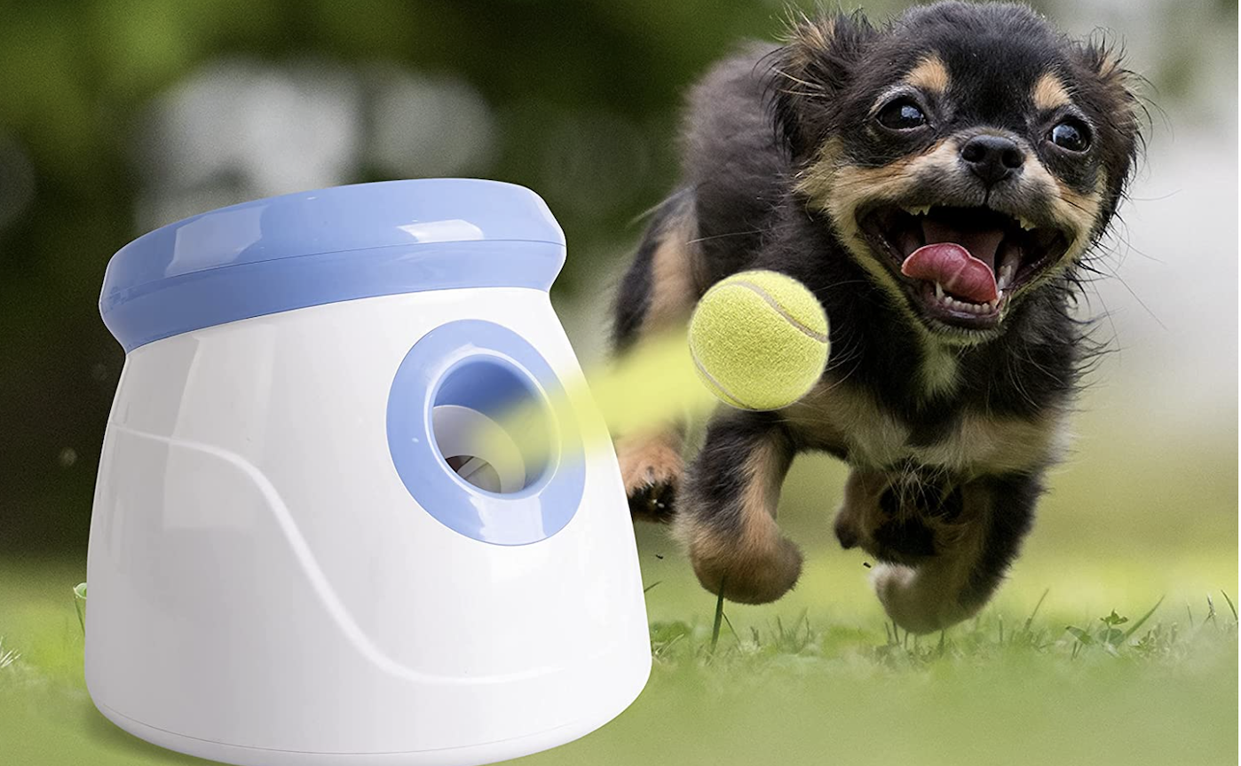 Small dog chasing call from automatic ball launcher