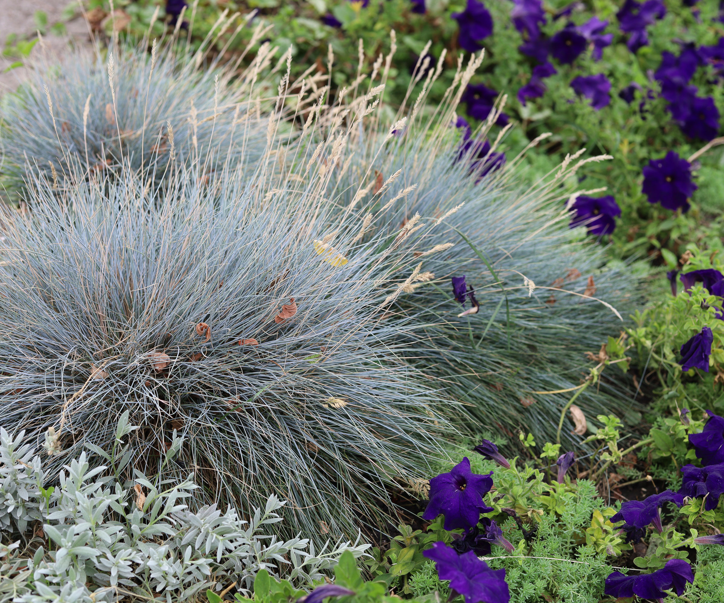 blue fescue plant near deep purple flowers in garden