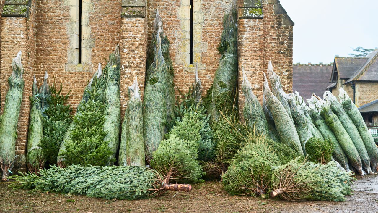How long do Christmas trees last and which variety is best Woman & Home