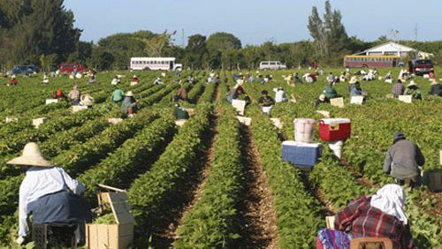 esperanza fields of lettuce