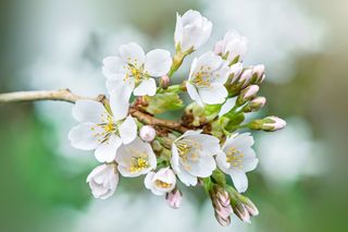 White cherry blossom on a branch