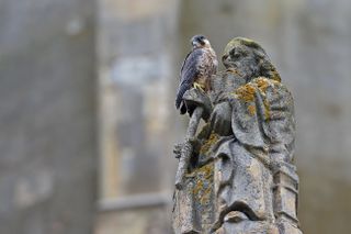 Peregrine (Falco peregrinus)