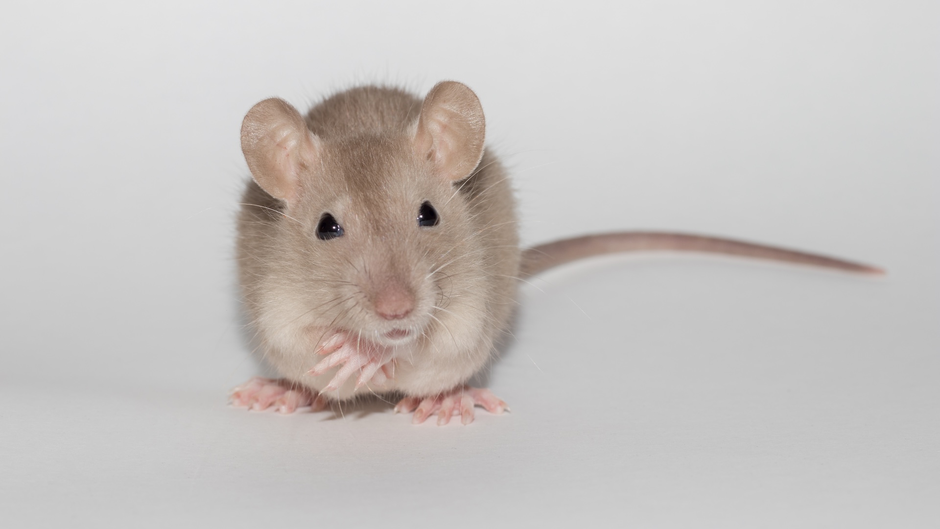 a close-up of a mouse on a white background