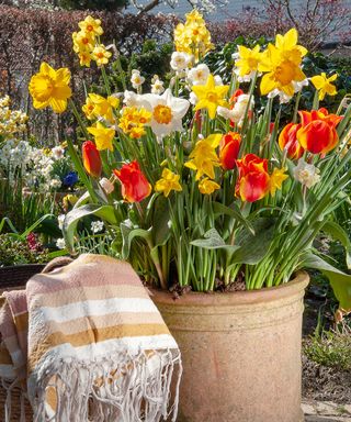 tulips and daffodils in bloom in a terracotta planter