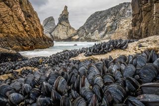 Mussels bind together to avoid being washed away from the shoreline