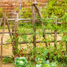 Growing vegetables vertically on a fence