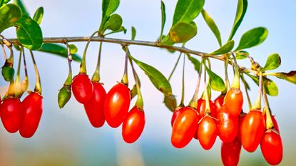 how to grow goji berries: ripening fruits ready to harvest