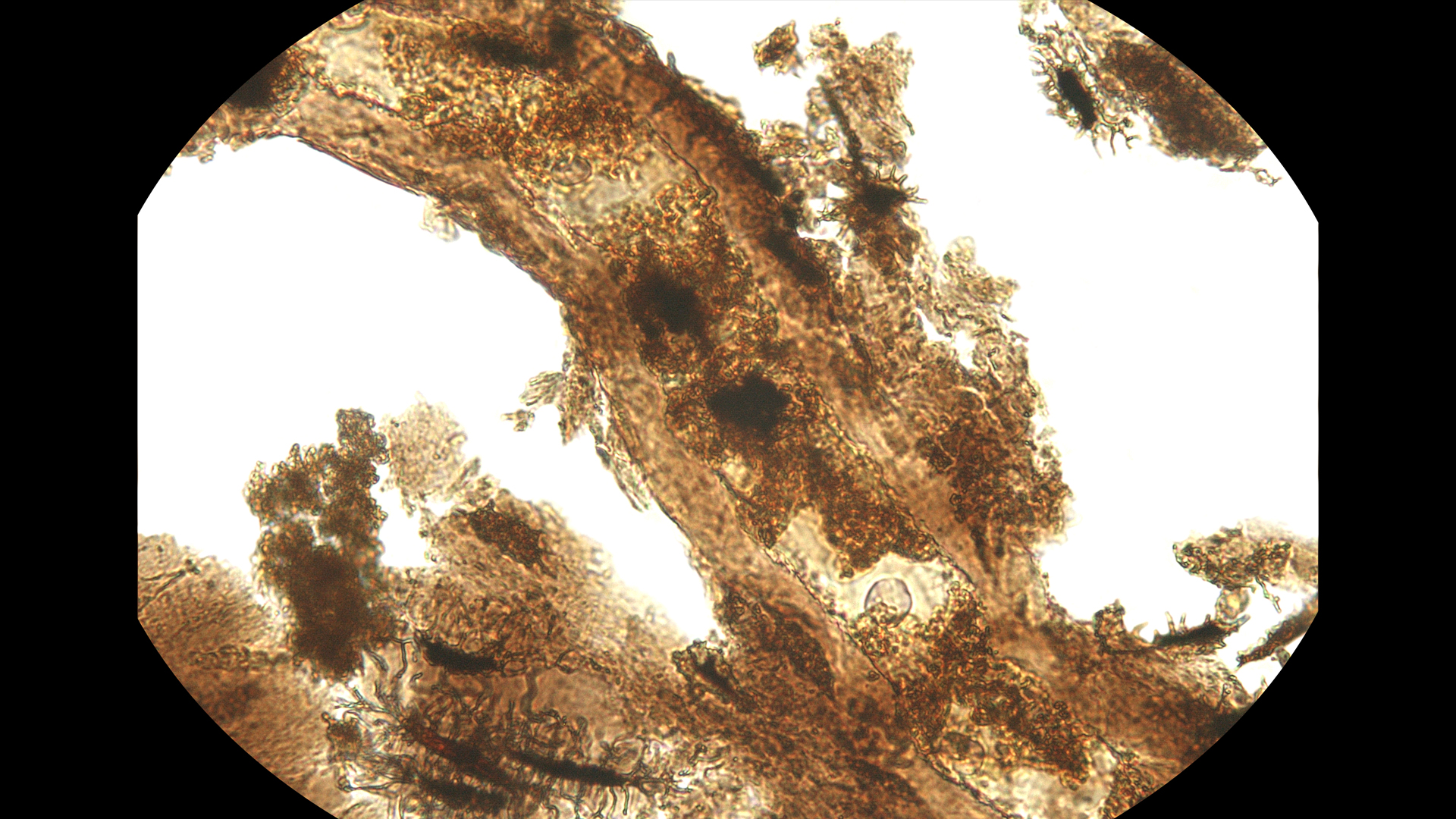 Microscopic view of extracted soft tissues from the bones of one of the dinosaur specimens (Allosaurus) analyzed for metabolic signals.