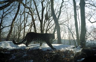 A female Amur leopard on camera.