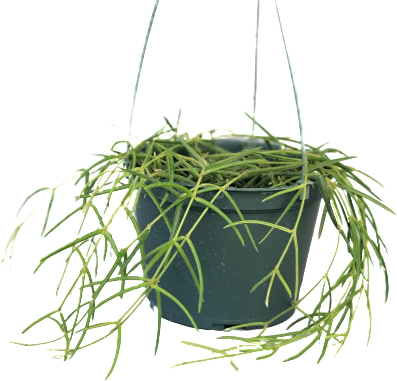 Hoya Linearis Live Plant in 6&amp;rdquo; Hanging Pot &amp;ndash; Rare Trailing Houseplant With Fuzzy Foliage - Hoya Plants Live Houseplants - Air Purifying Plant - Ships From Ca (6" Hanging Pot, Short)