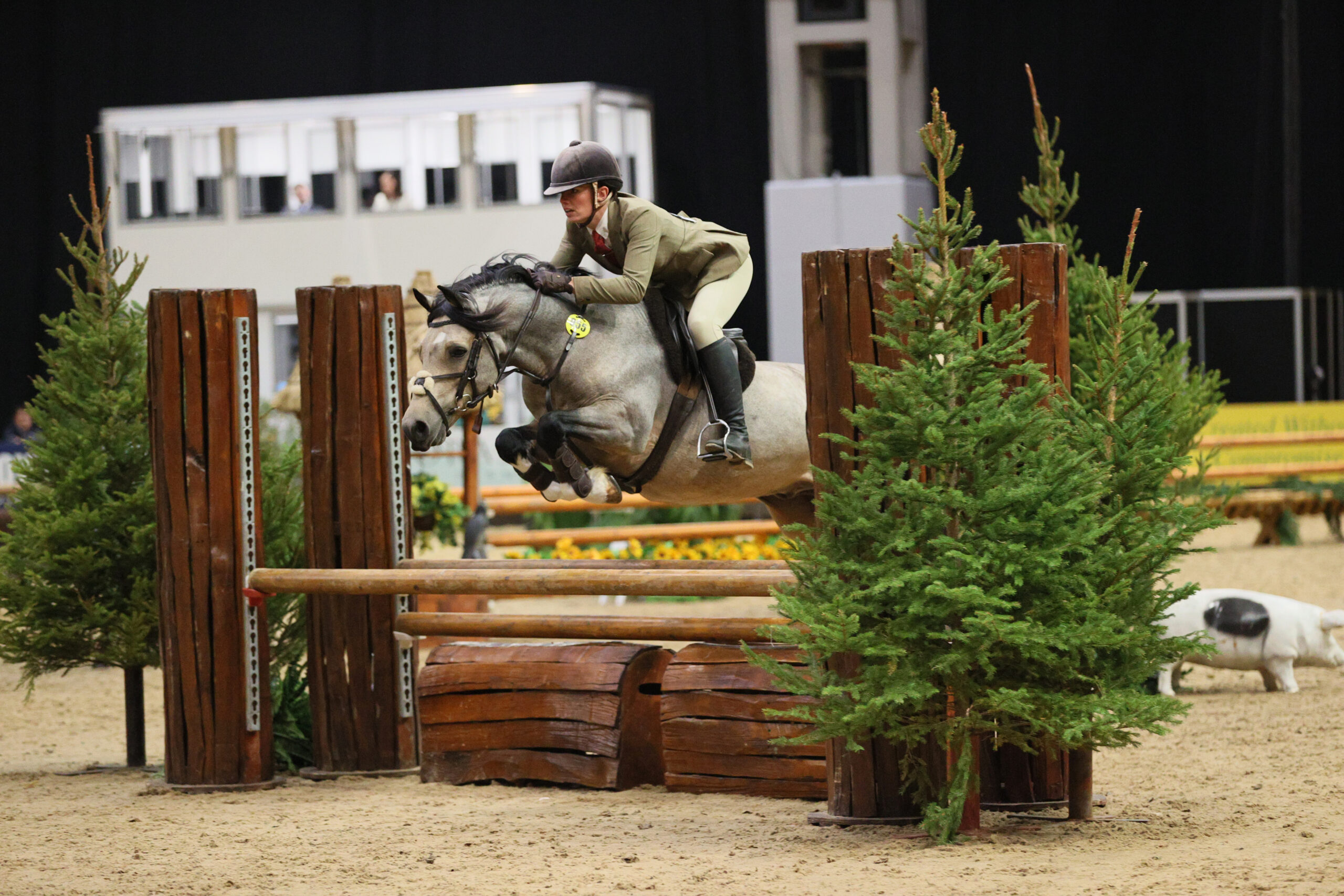 Dycott Special Delivery and Georgia Love jump to a win in the 133cm M&amp;amp;M workers at HOYS 2025
