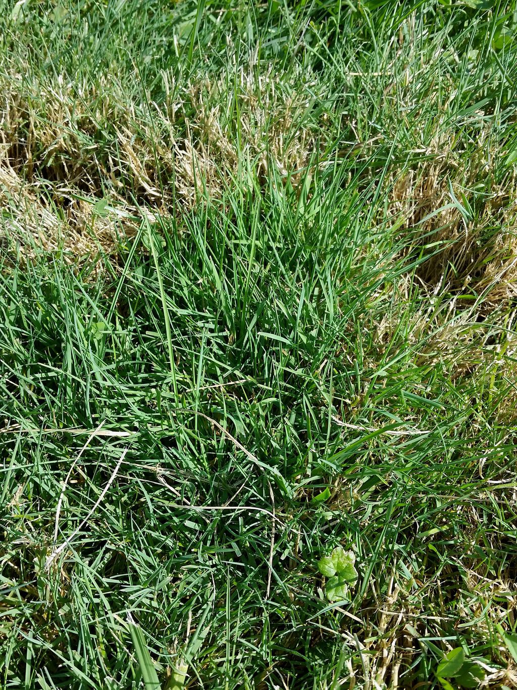 What Is Red Fescue Grass: Learn About Red Fescue Care In The Lawn ...