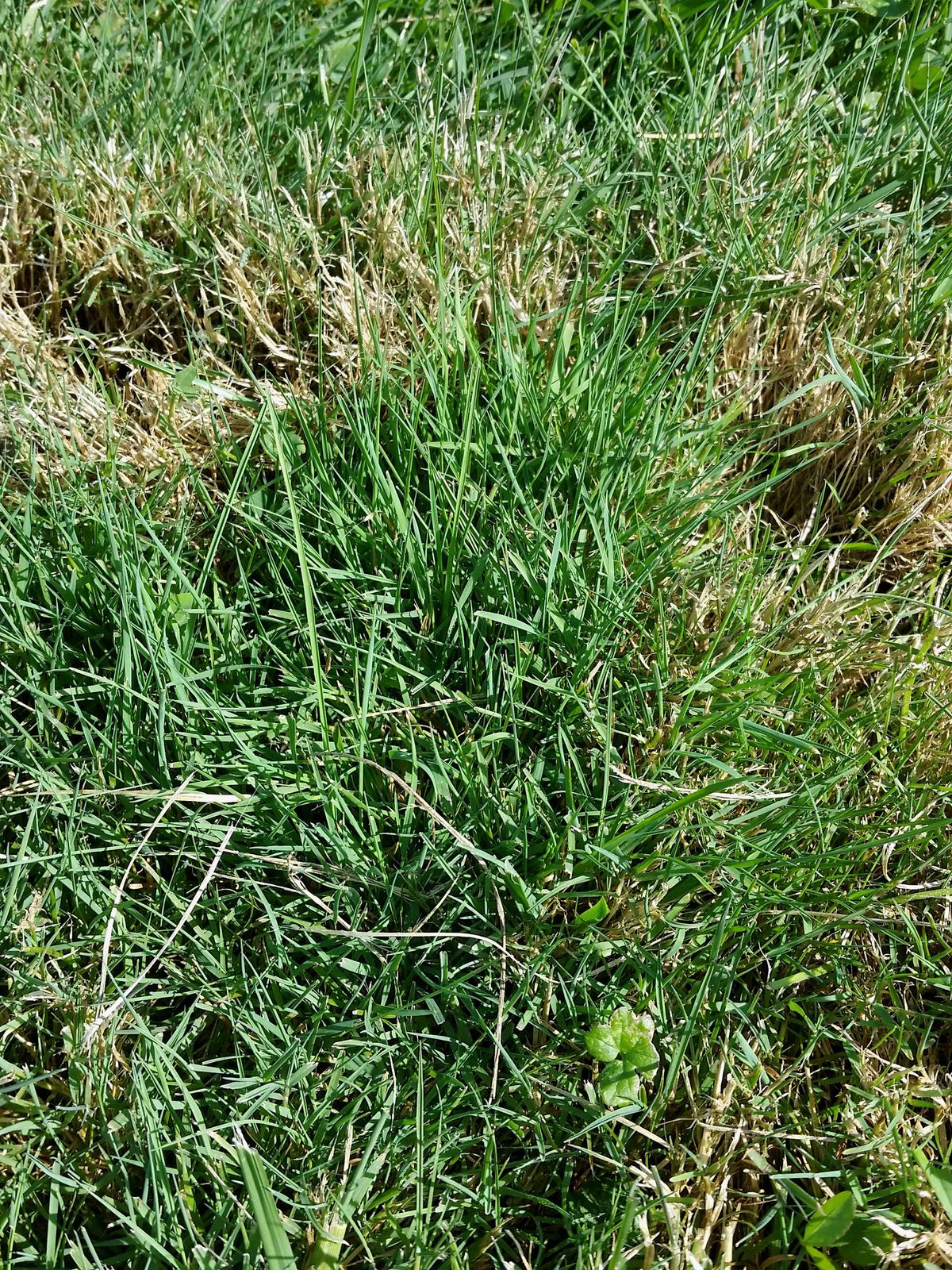 What Is Red Fescue Grass Learn About Red Fescue Care In The Lawn