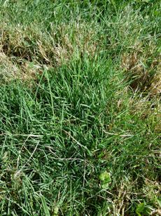 Dry Brown Patches In Red Fescue Grass