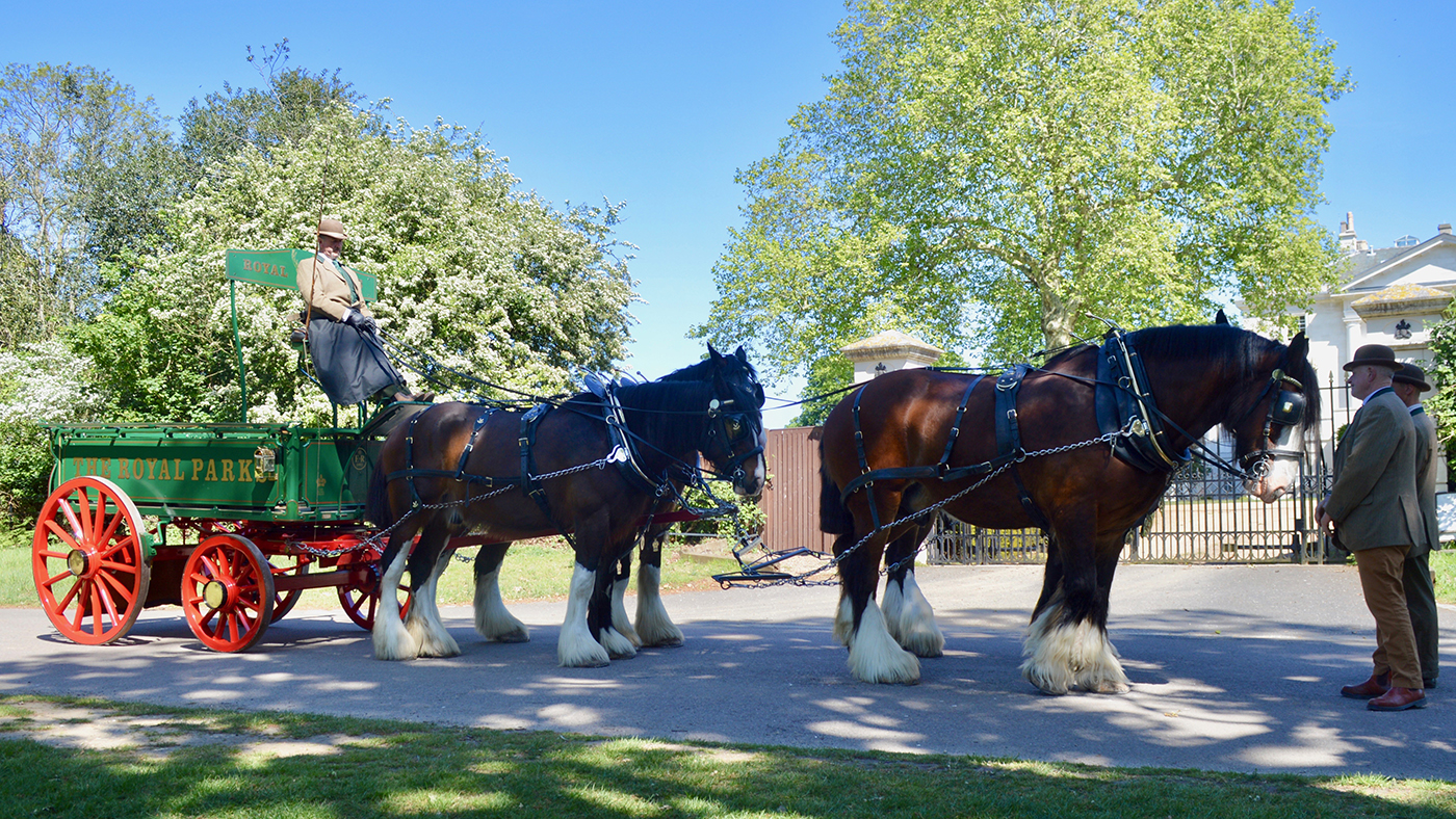London Shire horses