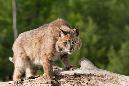 National Zoo stops search for bobcat.