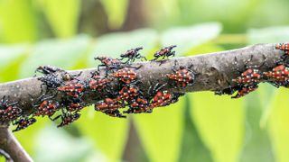 Spotted lanternflies on branch