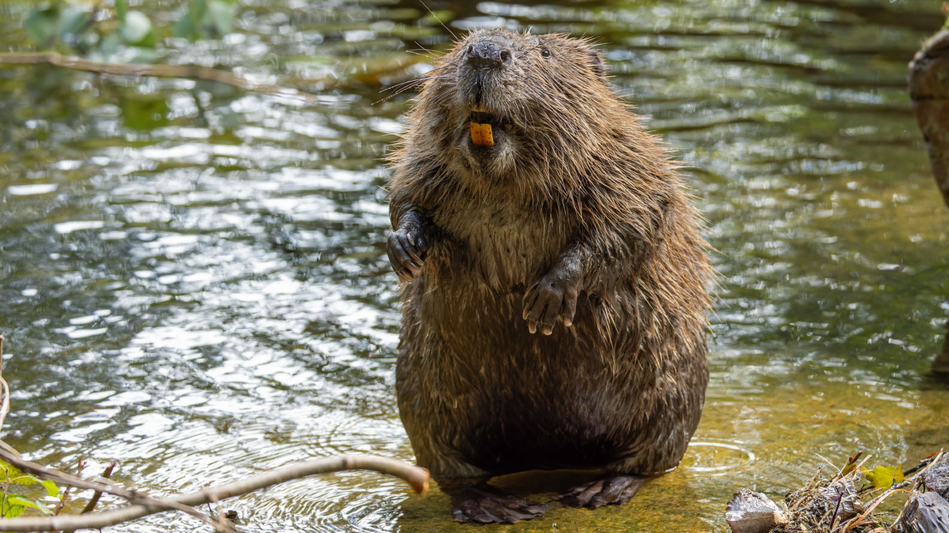 A secret weapon to fight carbon emissions was just discovered: Beavers A secret weapon to fight carbon emissions was just discovered: Beavers