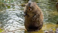 A beaver stands on the edge of a pond on its hind legs, its large teeth exposed in its mouth
