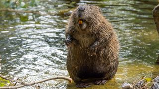 A beaver stands on the edge of a pond on its hind legs, its large teeth exposed in its mouth