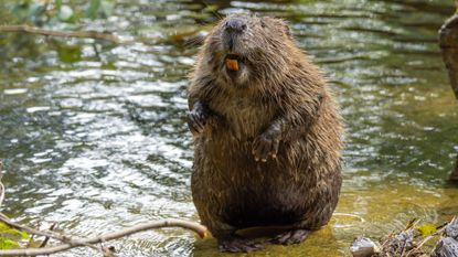 A beaver stands on the edge of a pond on its hind legs, its large teeth exposed in its mouth