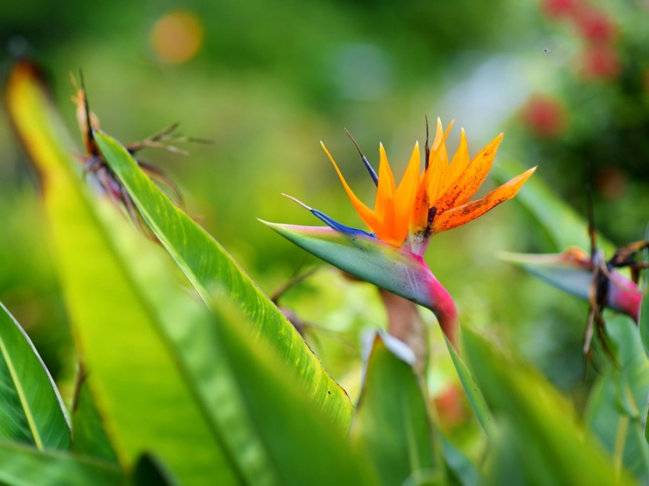 Bird Of Paradise Flowers