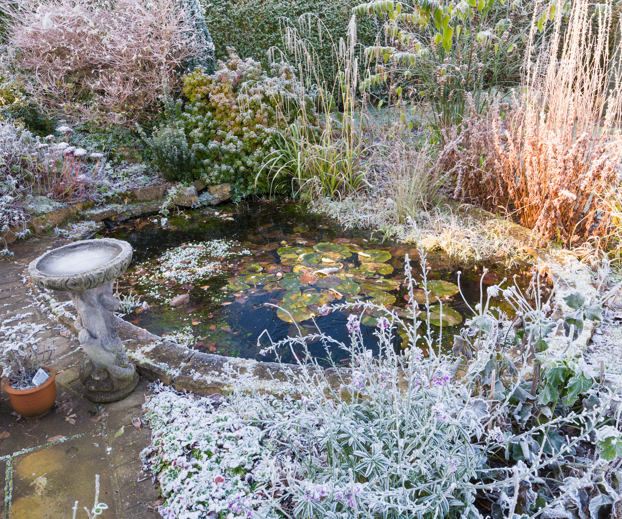 bird bath in garden with plants all covered in frost