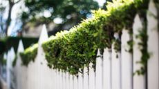 A hedge overgrowing through a white picket fence