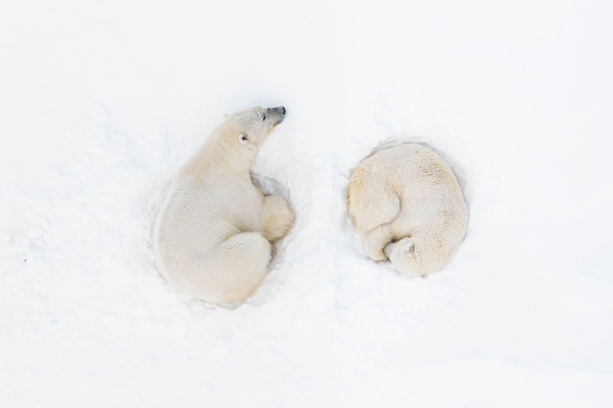 Florian Ledoux - Polar Bear Romance &ldquo;On the mountain slopes, a male and female polar bear found solace in each other's company, sharing an intimate moment during their courtship, which took place on the Svalbard Archipelago in Norway. After mating, they fell asleep together. In that moment, despite the icy cold, the emotion was so intense that tears came down my face, freezing immediately.&rdquo;