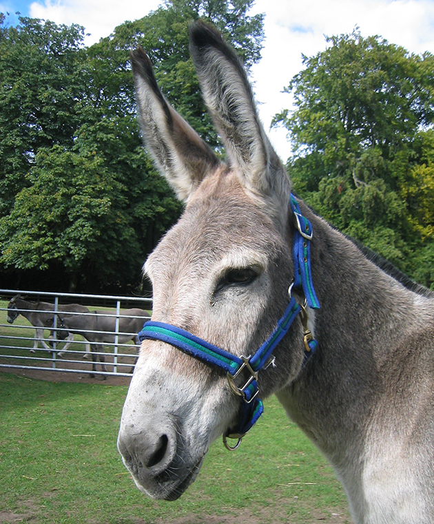 Donk Dean
