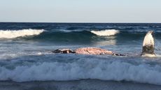 A hungry tiger shark stopped at nothing (not even a sandy beach) to snag some humpback whale meat.