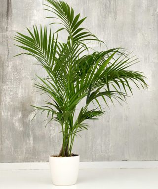 kentia palm in white pot