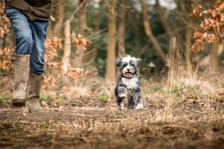 Jonnie Hearn and his Tibetan Terrier Skye