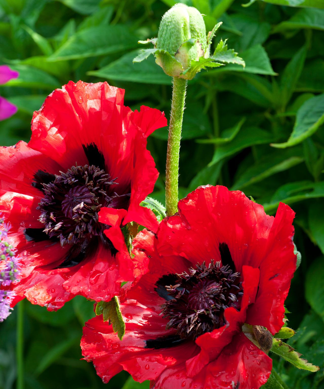 How to grow poppies | Homes & Gardens