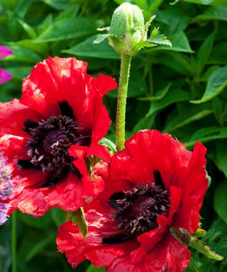 red blooms of Papaver orientale ‘Beauty of Livermere