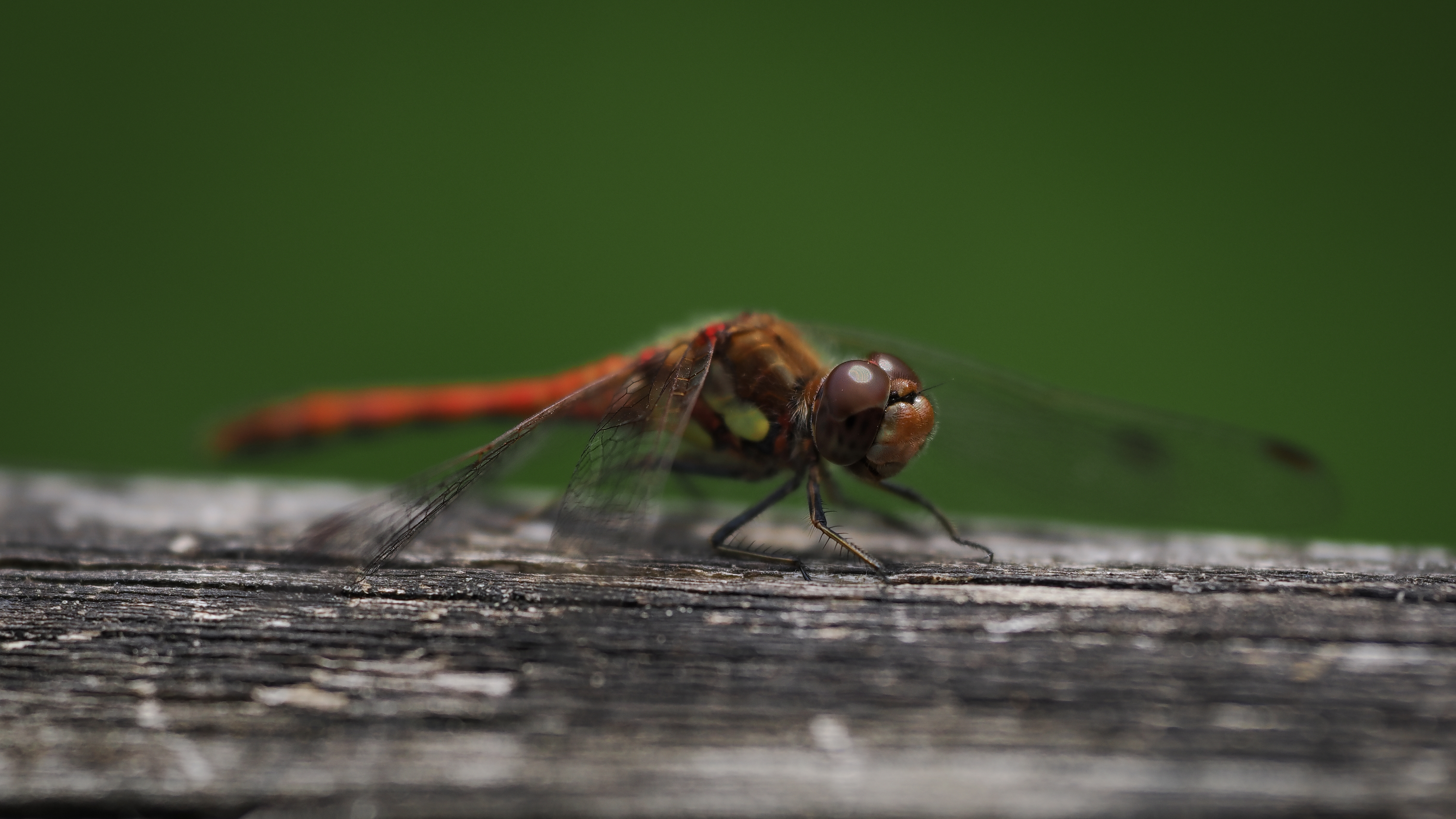 Sample dragonfly photograph taken with the OM System M.Zuiko 50-200mm f/2.8 IS Pro on the OM System OM-1 Mark II