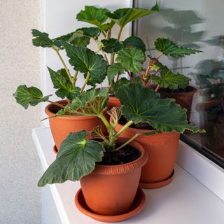 begonia tubers in pots