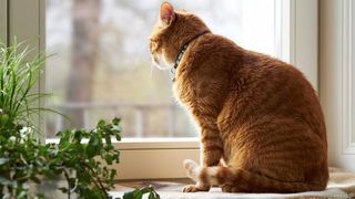 A ginger cat staring out of the window