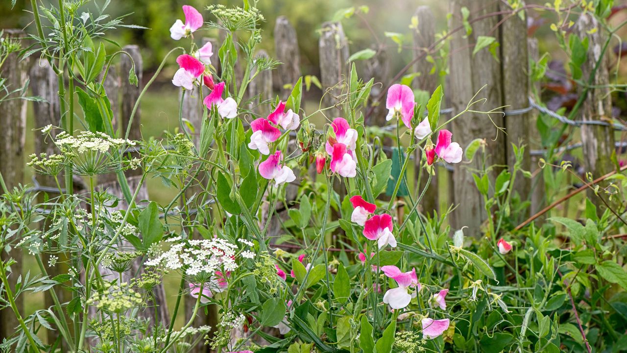 Sweet peas growing and blooming through a rustic wooden fence